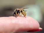 Wespensteek voorkomen tijdens het verwijderen van een wespennest